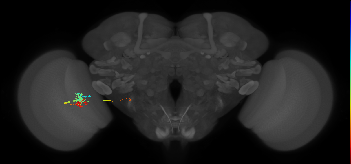TmY14_L (MaleCNS:521501)