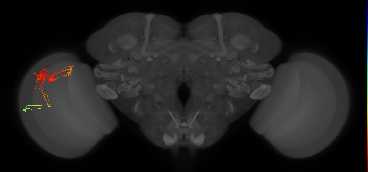 TmY14_L (MaleCNS:20323)