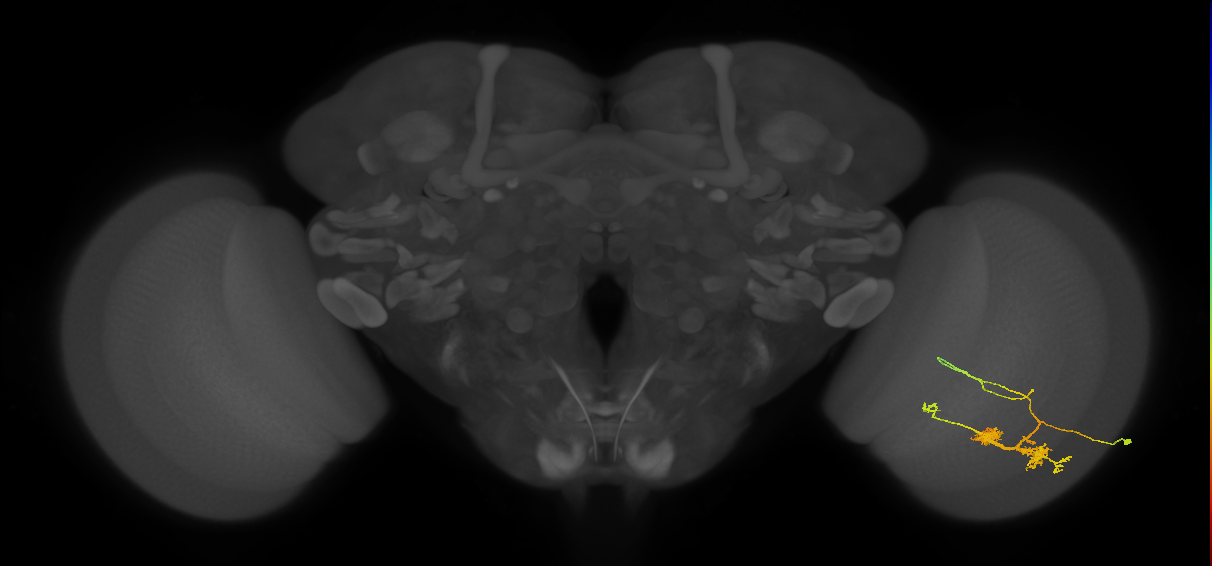 TmY14_R (MaleCNS:24555)