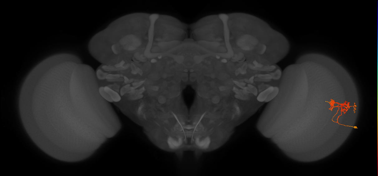 TmY14_R (MaleCNS:28768)