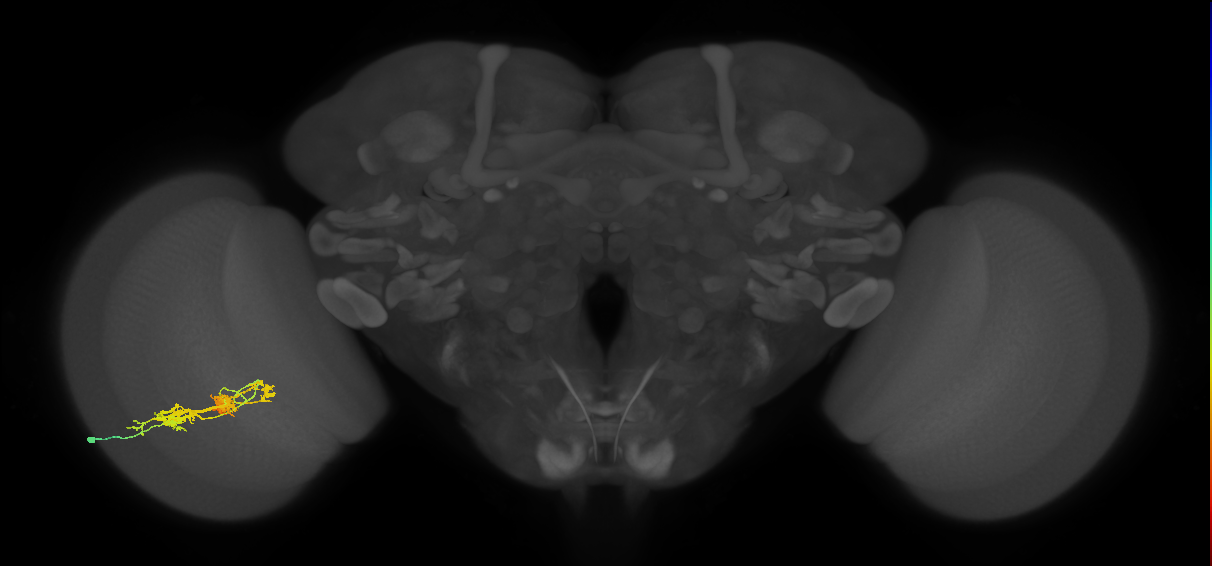TmY14_L (MaleCNS:23366)