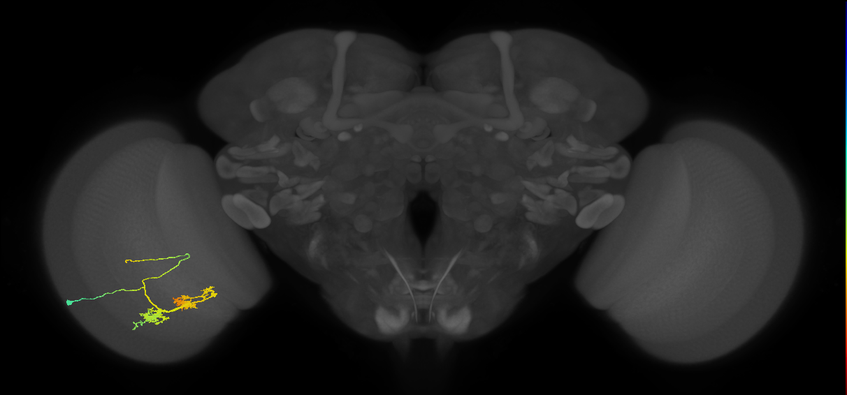 TmY14_L (MaleCNS:25094)
