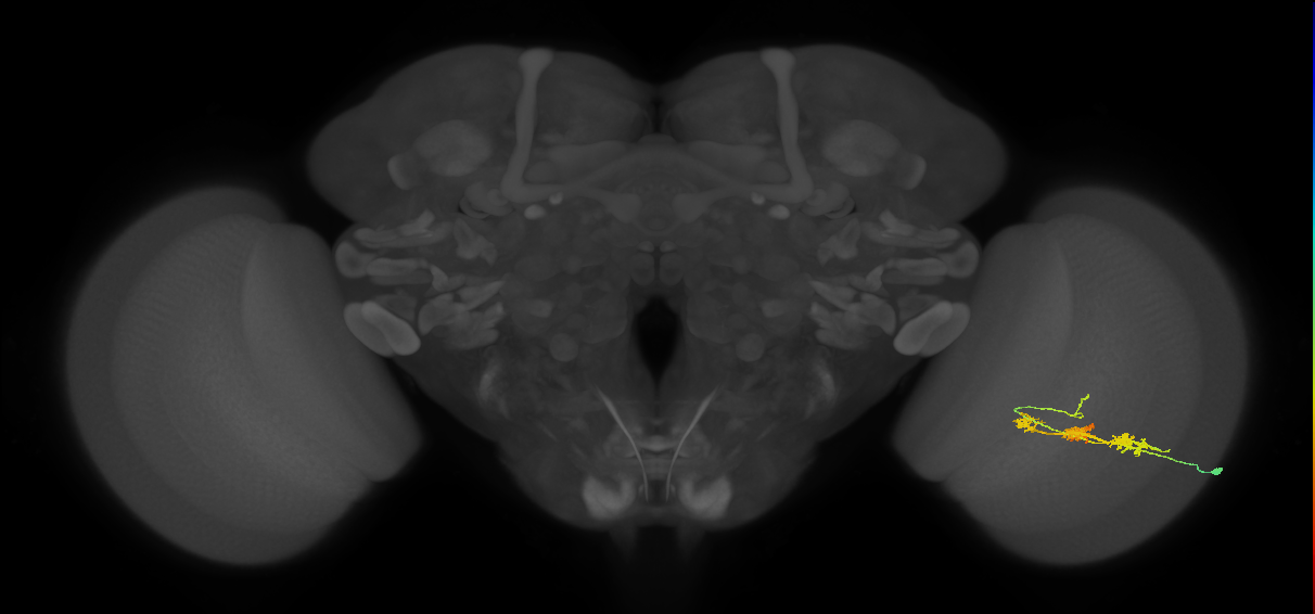 TmY14_R (MaleCNS:26778)