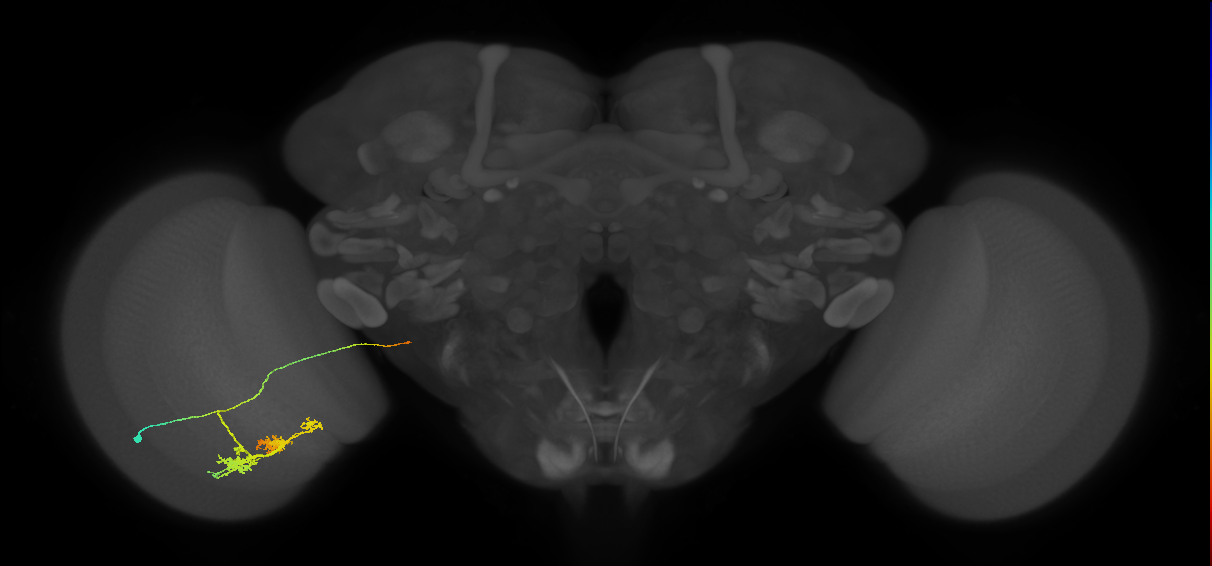 TmY14_L (MaleCNS:580532)