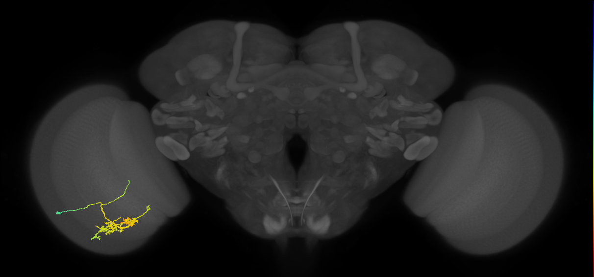 TmY14_L (MaleCNS:514669)