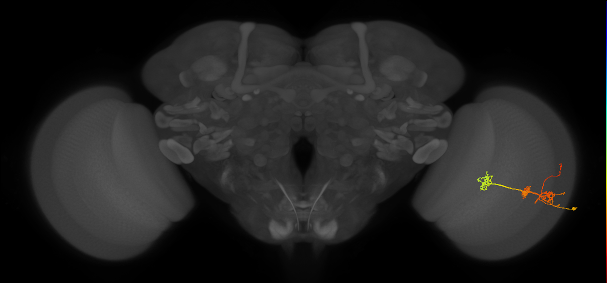 TmY14_R (MaleCNS:26091)