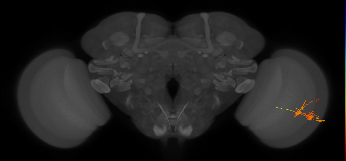 TmY14_R (MaleCNS:25011)