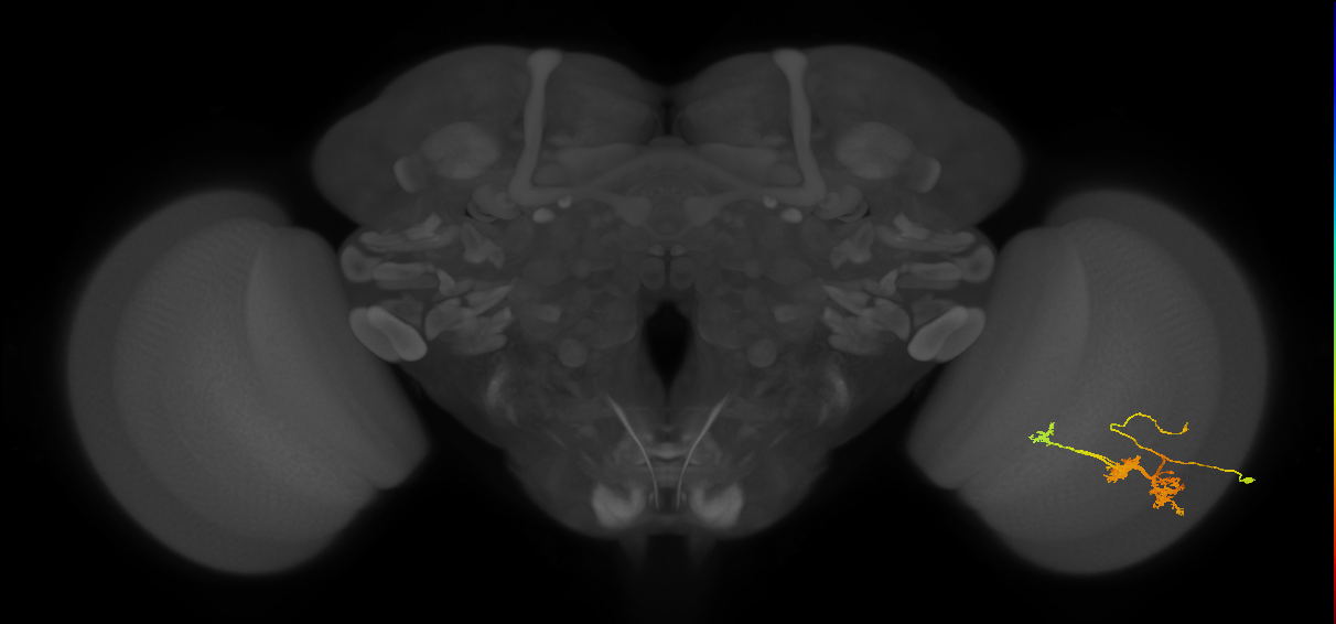 TmY14_R (MaleCNS:22254)