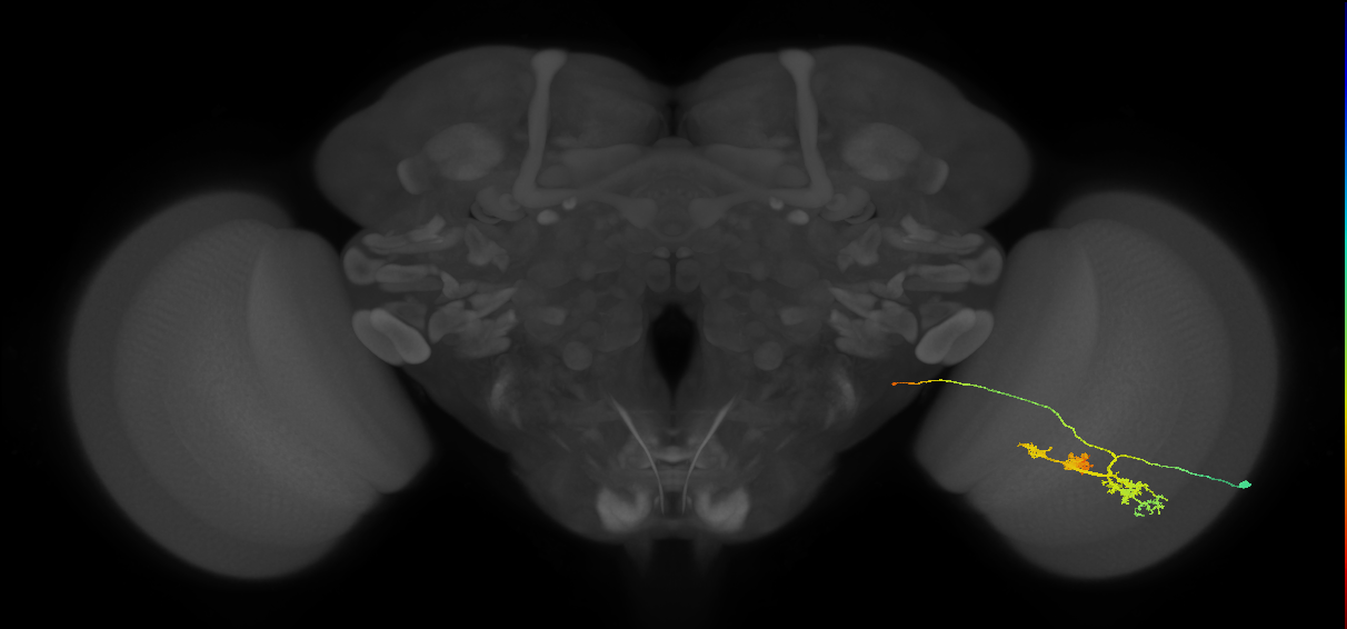 TmY14_R (MaleCNS:22459)