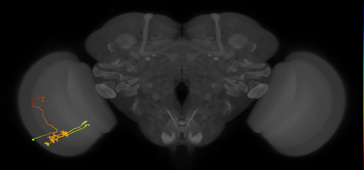 TmY14_L (MaleCNS:22009)
