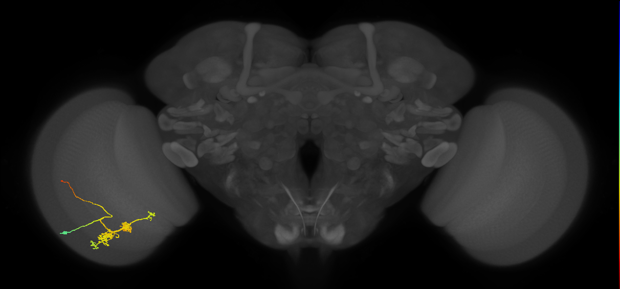 TmY14_L (MaleCNS:22082)