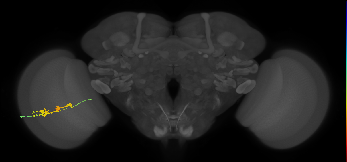 TmY14_L (MaleCNS:519081)