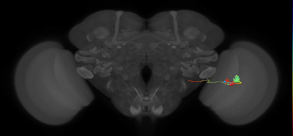 TmY14_R (MaleCNS:22625)
