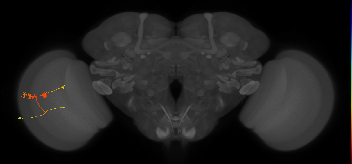 TmY14_L (MaleCNS:29591)