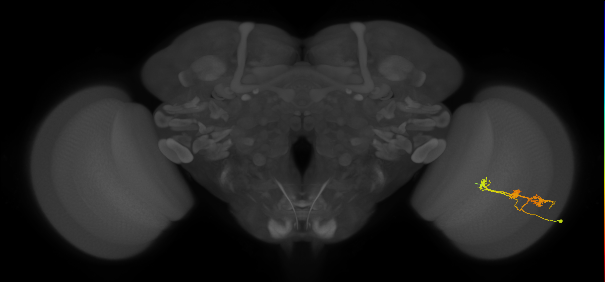 TmY14_R (MaleCNS:25443)