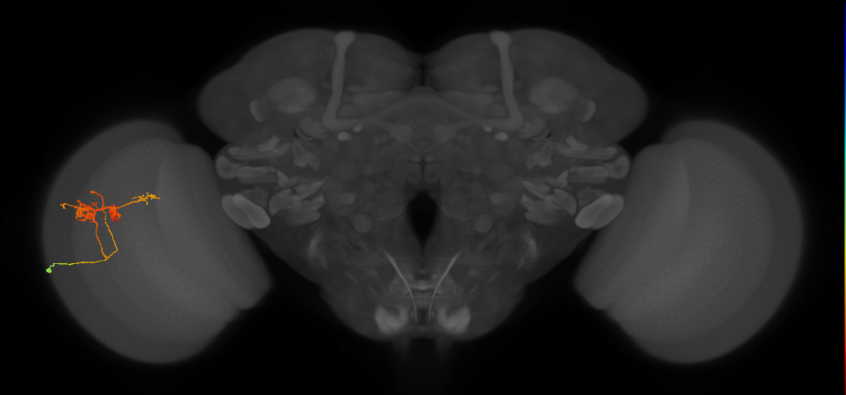 TmY14_L (MaleCNS:28158)