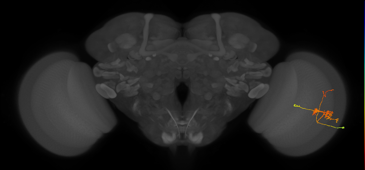 TmY14_R (MaleCNS:25899)