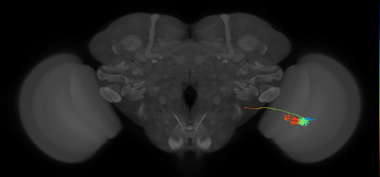 TmY14_R (MaleCNS:22135)