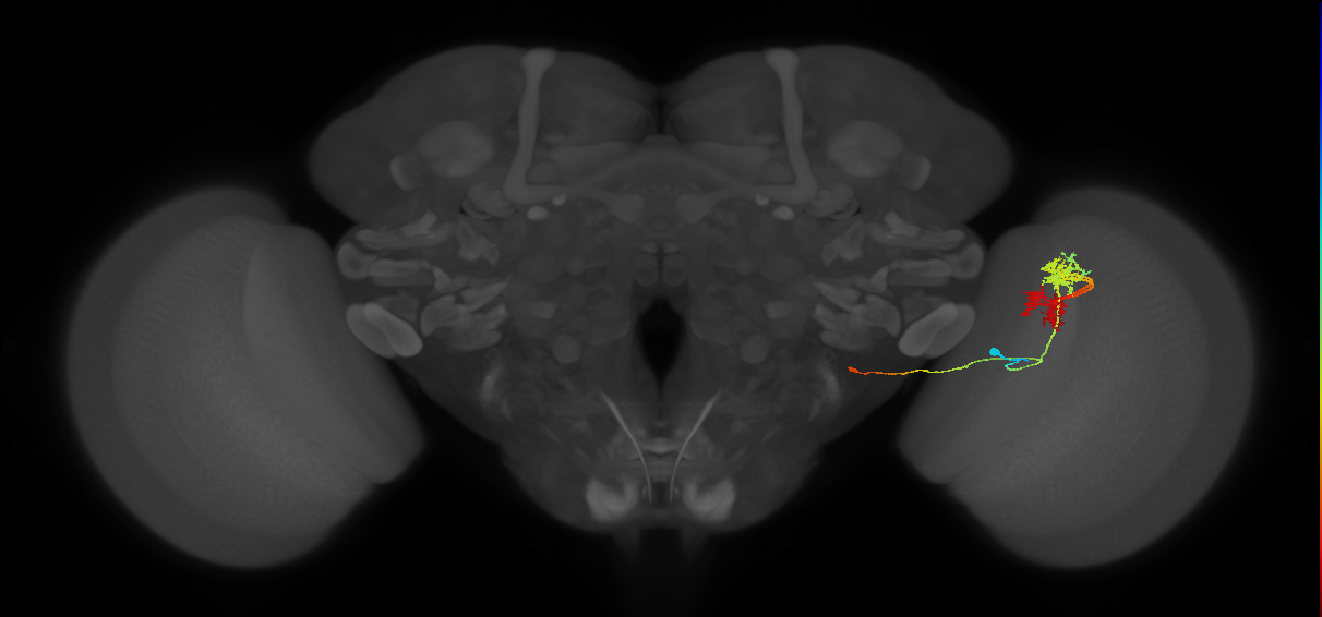 TmY14_R (MaleCNS:22407)