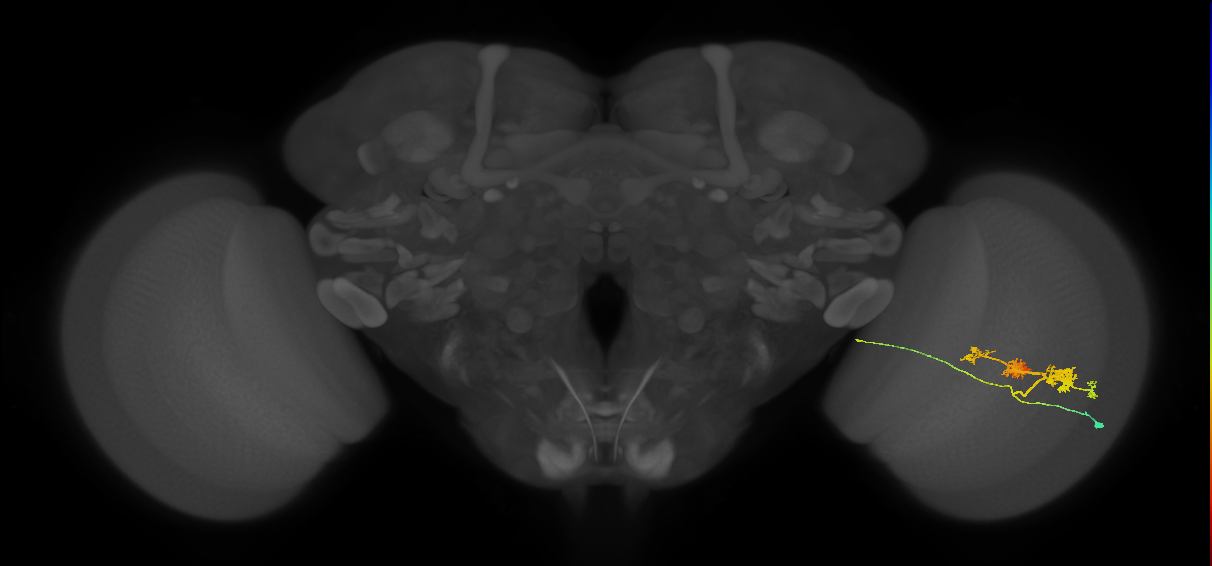 TmY14_R (MaleCNS:540445)