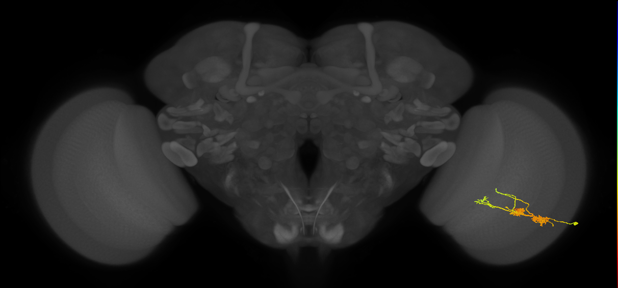 TmY14_R (MaleCNS:26363)