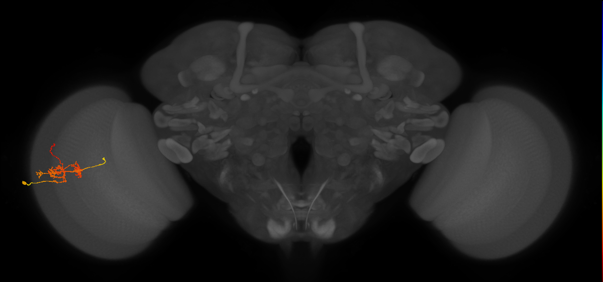 TmY14_L (MaleCNS:30843)