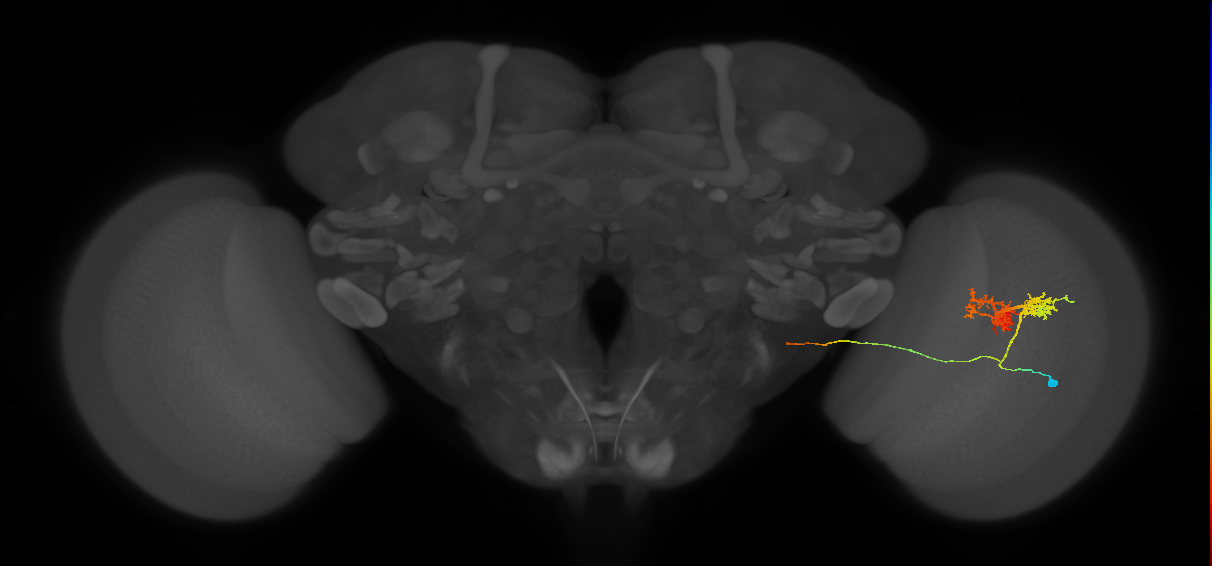 TmY14_R (MaleCNS:21205)
