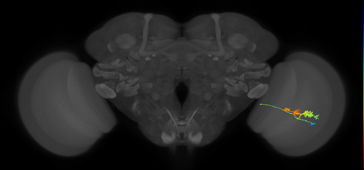 TmY14_R (MaleCNS:22362)