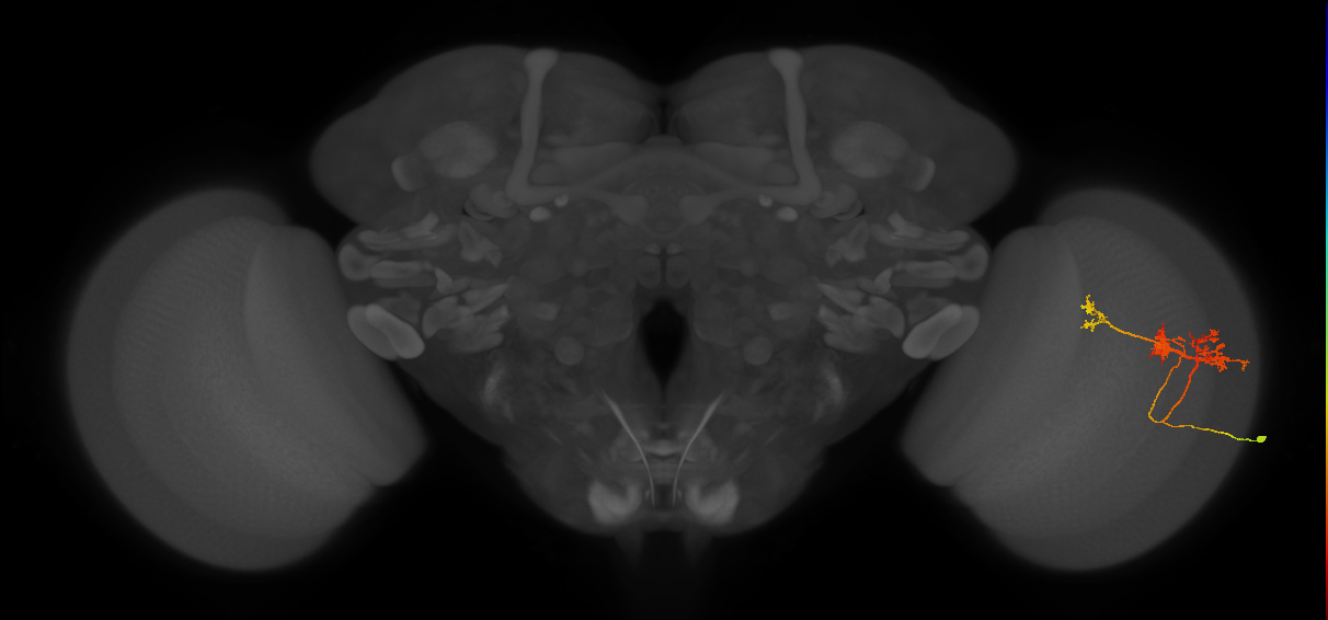 TmY14_R (MaleCNS:24653)