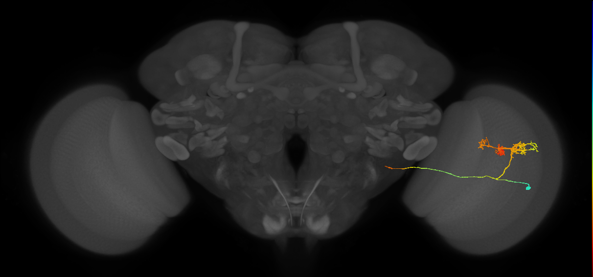 TmY14_R (MaleCNS:22996)