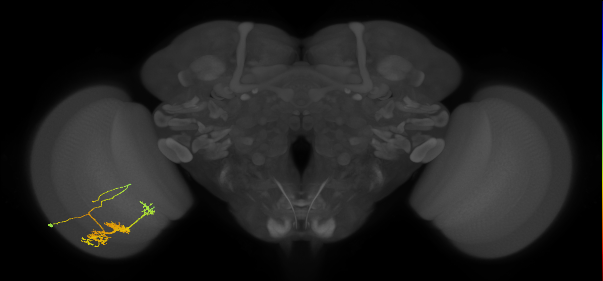 TmY14_L (MaleCNS:22322)