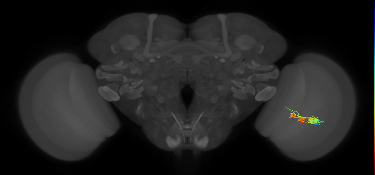 TmY14_R (MaleCNS:23501)