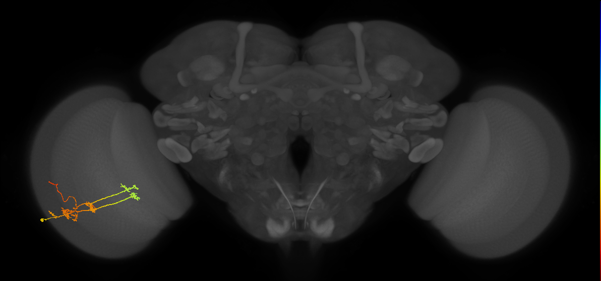 TmY14_L (MaleCNS:20431)
