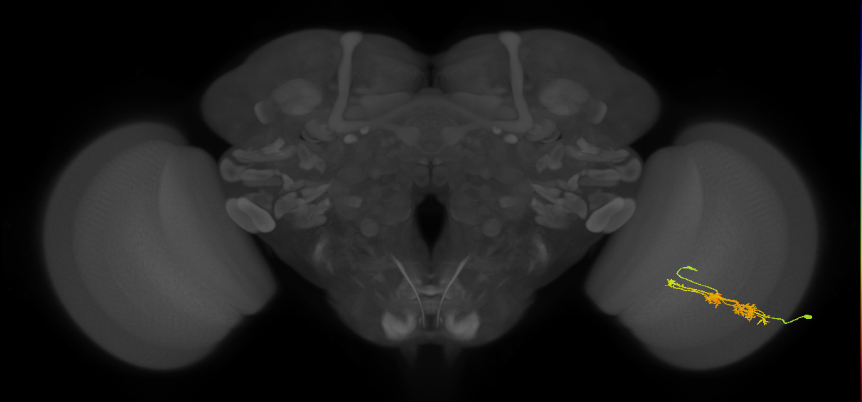 TmY14_R (MaleCNS:25305)