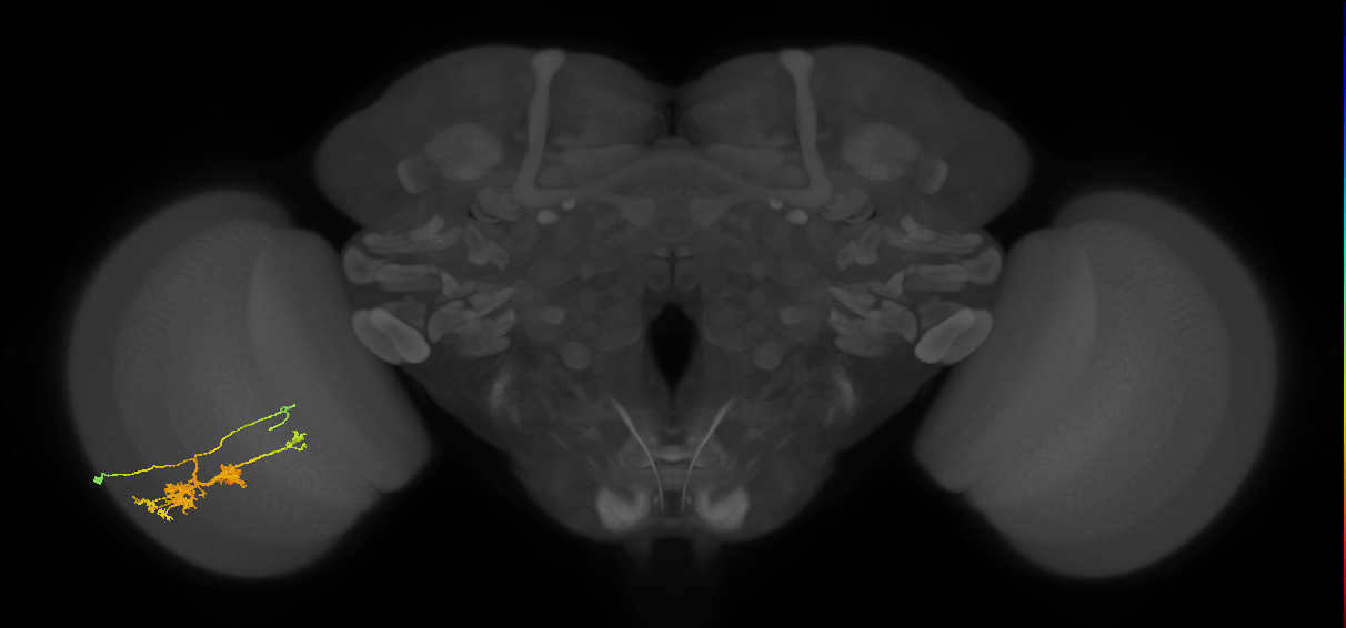 TmY14_L (MaleCNS:519647)