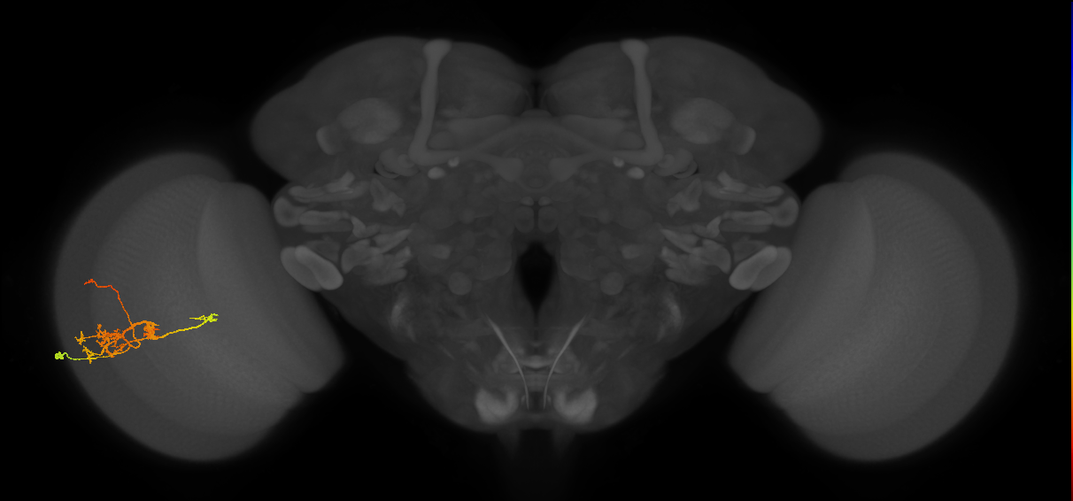 TmY14_L (MaleCNS:525185)