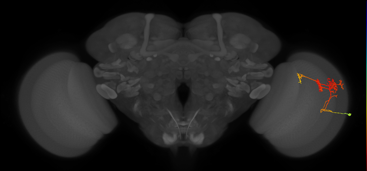 TmY14_R (MaleCNS:22048)