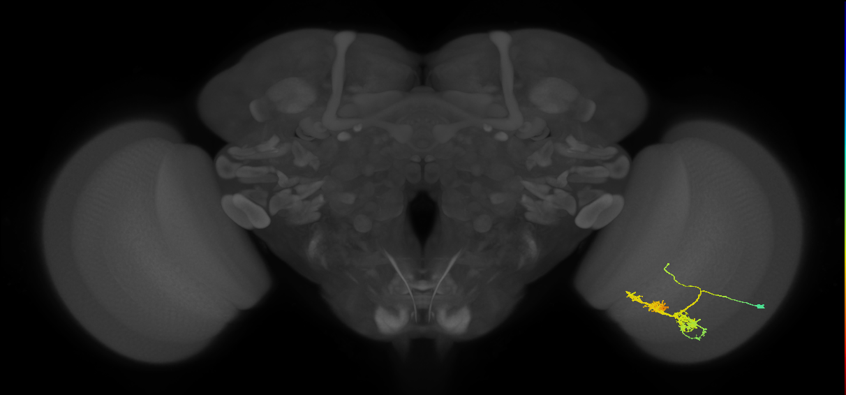 TmY14_R (MaleCNS:24013)
