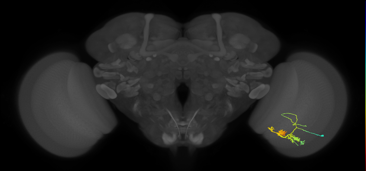 TmY14_R (MaleCNS:21890)