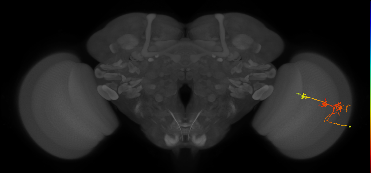 TmY14_R (MaleCNS:25980)