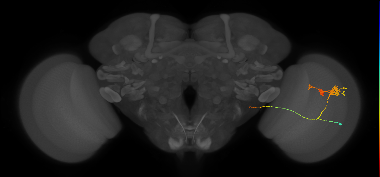 TmY14_R (MaleCNS:24345)