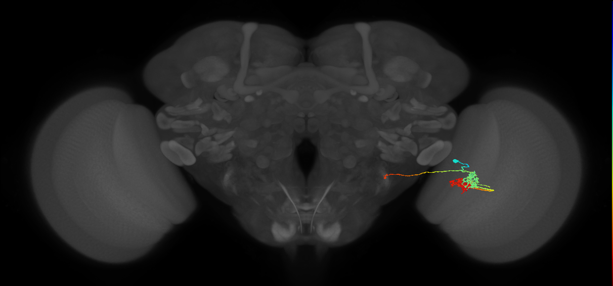 TmY14_R (MaleCNS:26776)