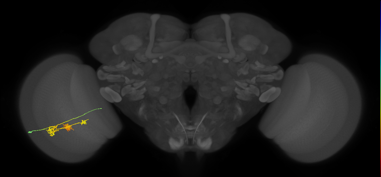 TmY14_L (MaleCNS:28824)