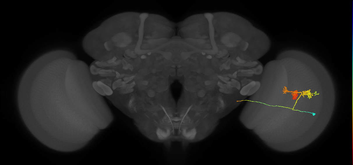 TmY14_R (MaleCNS:20934)