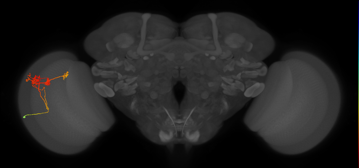 TmY14_L (MaleCNS:545854)