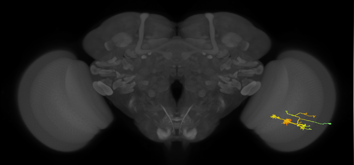 TmY14_R (MaleCNS:22796)