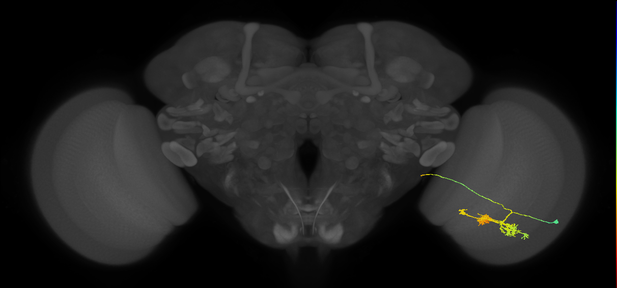 TmY14_R (MaleCNS:24032)