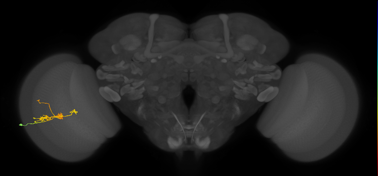 TmY14_L (MaleCNS:26281)