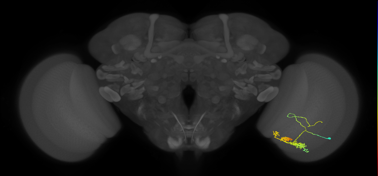 TmY14_R (MaleCNS:24949)