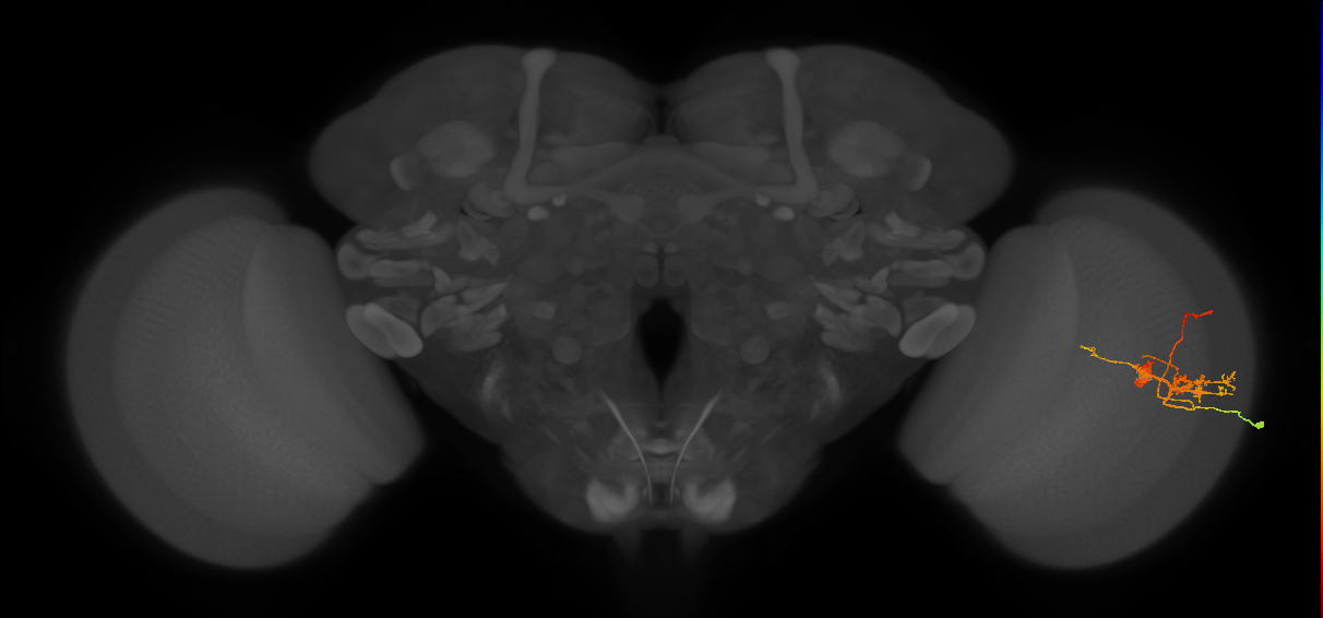 TmY14_R (MaleCNS:33946)